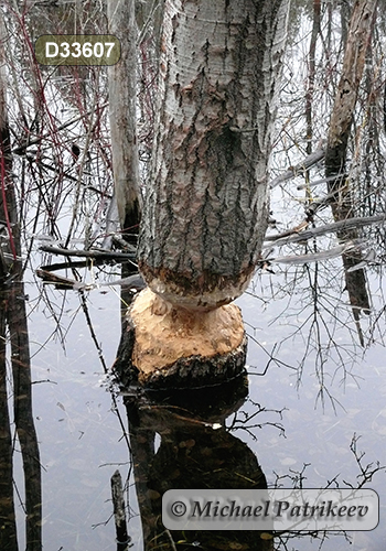 North American Beaver (Castor canadensis), feeding signs